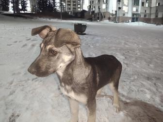 Щенок ищет дом