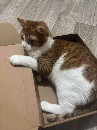 Отдам кота в хорошие руки