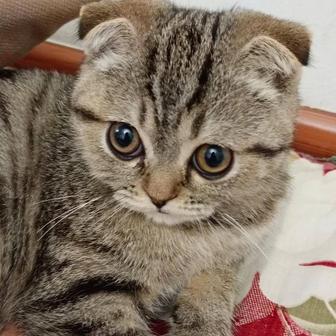 Бесплатно отдам чистокровную кошку