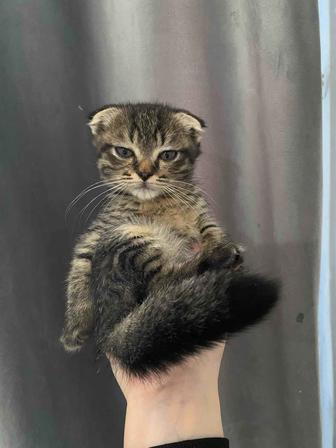 Котенок породистый