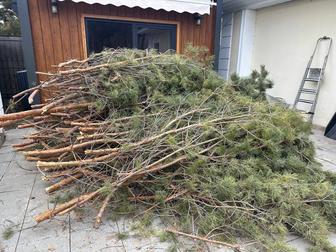 Отдам бесплатно спиленные сосновые ветки на дрова