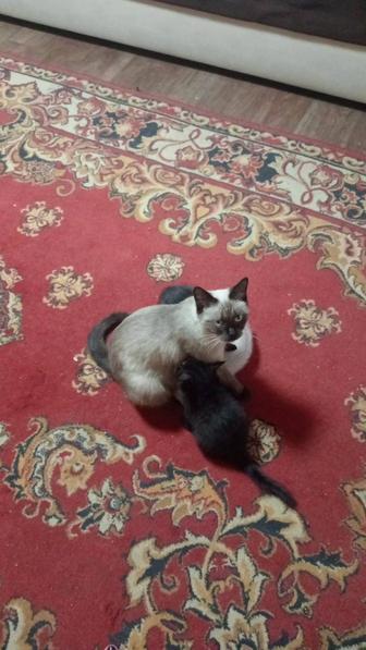 Отдам сьямскую Кошку добрая 2 года ласковая