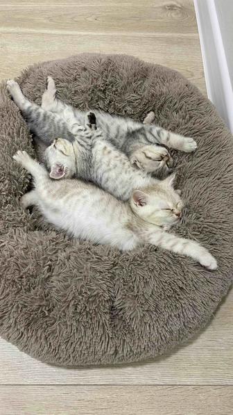 Котята