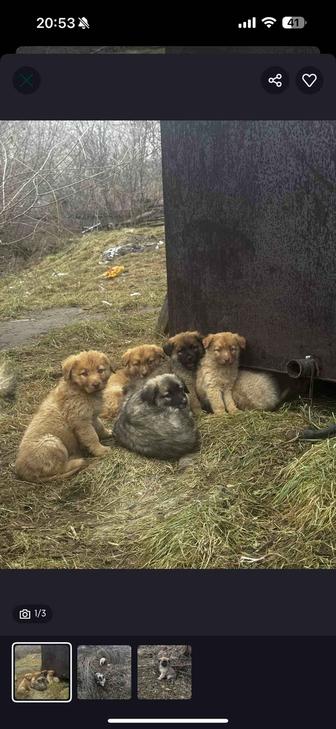 Щенята в добрые руки