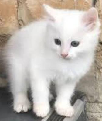 Котик Читай описание