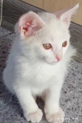 Котик Читай описание