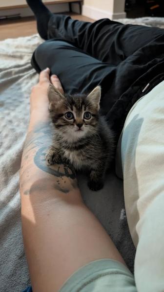 Отдам котенка в добрые руки