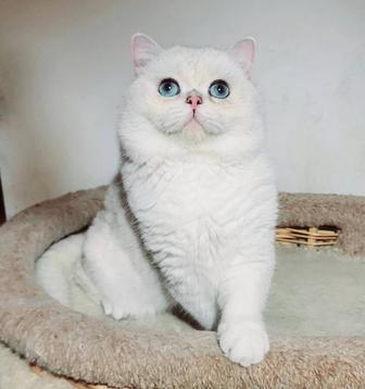 Британский котик