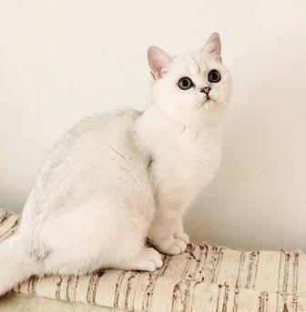 Британский котик