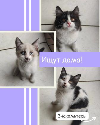 3 котенка мальчики в поисках семьи!