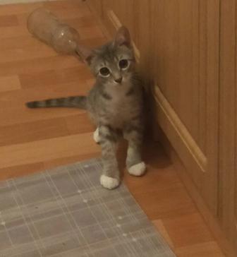 Бесплатно дарим котят