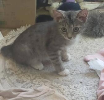 Бесплатно дарим котят