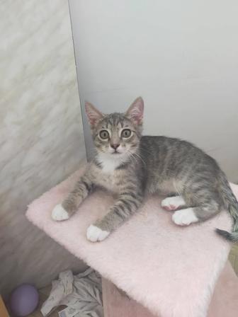 Бесплатно дарим котят