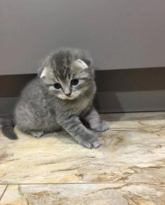 Котята фолд