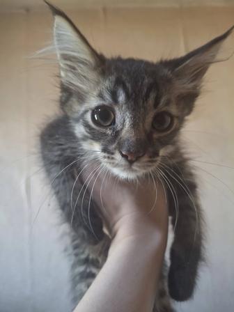 Отдам в добрые руки котят