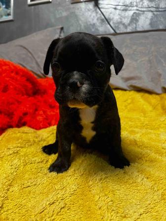 Щенята французского бульдога