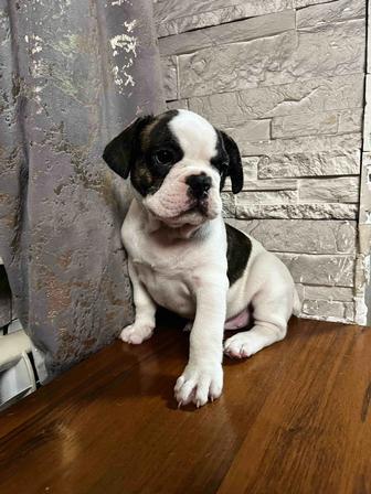 Щенята французского бульдога