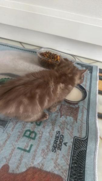 Отдам в хорошие руки котенка