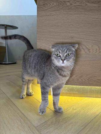 Вислоухая кошка ищет семью. Стерилизована