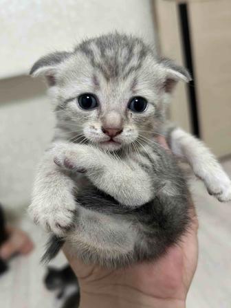 Котята шотлан.вислоухий 2мес