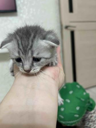 Котята шотлан.вислоухий 2мес