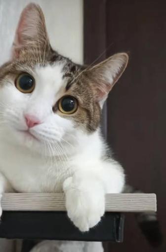 Үлкен мысық өте ақылды