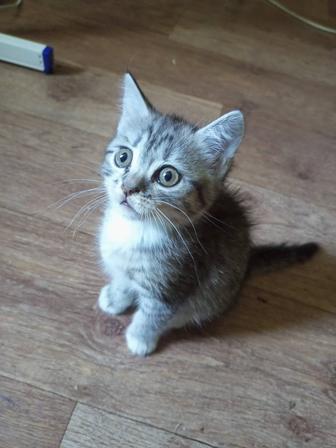 Отдам котенка в хорошие руки.