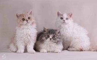 Кудрявые кошки счастья