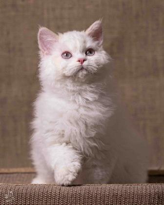 Кудрявые кошки счастья