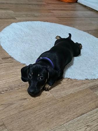 Щенок таксы