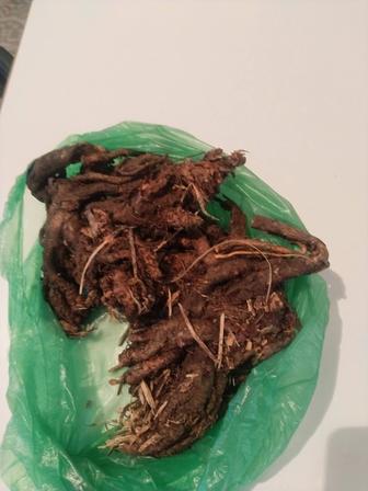 Золотой корень