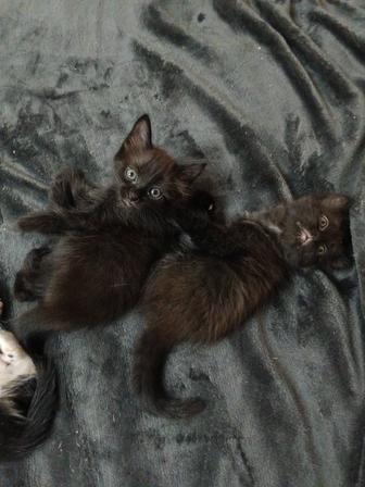 Отдам котят в добрые руки