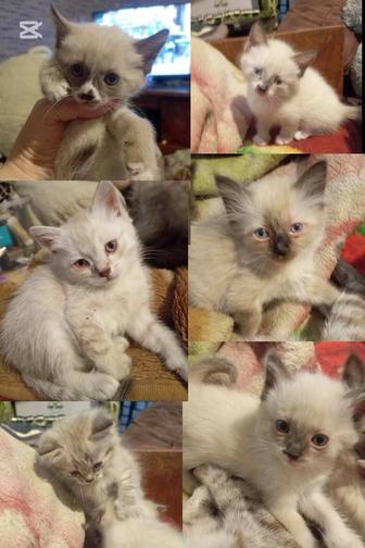 Котята