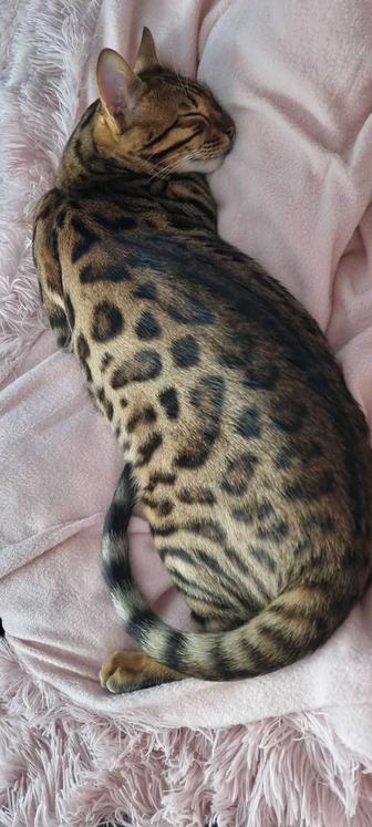 Бенгальские котята
