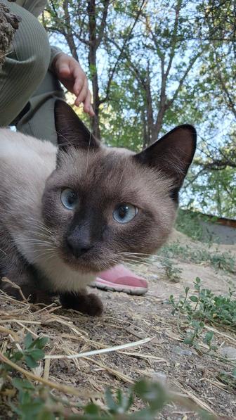 Сиамский нежный кот