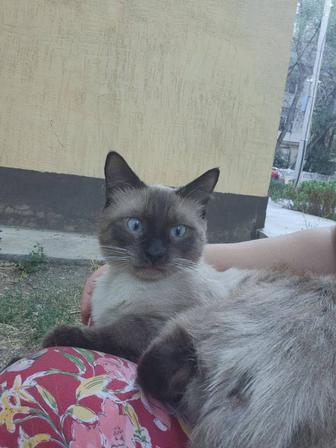 Сиамский нежный кот