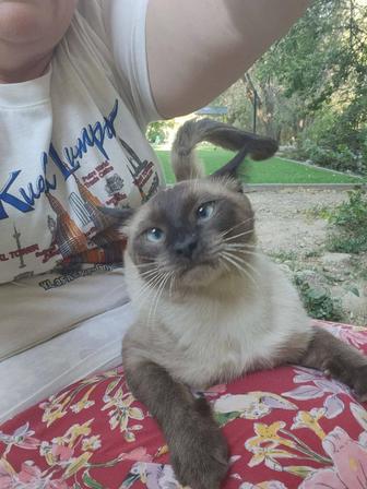 Сиамский нежный кот