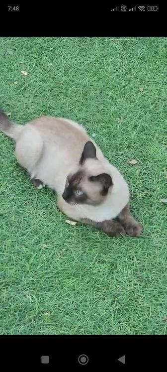 Сиамский нежный кот