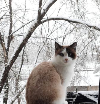 Кошка мышеловка