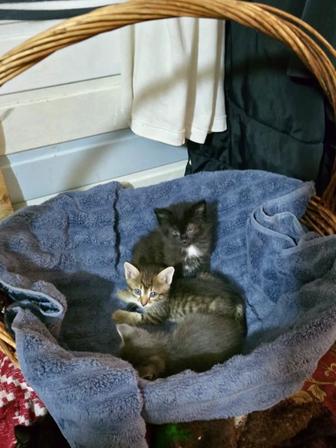 Отдам котят