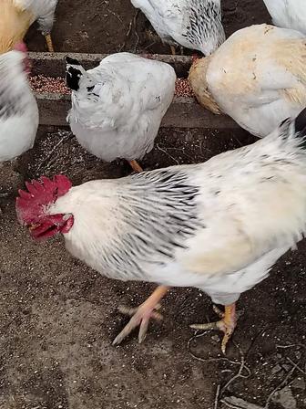 Петухи Адлер, Ломан Браун