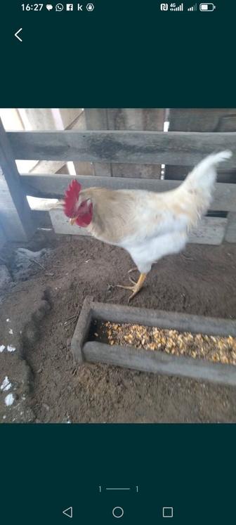 Петухи Ломан Браун