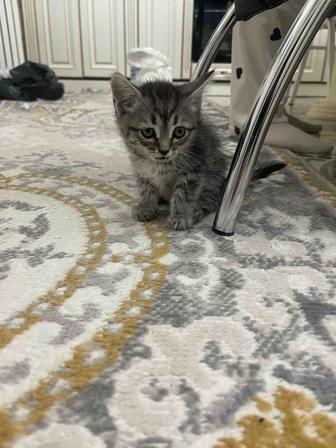 Котенок британка