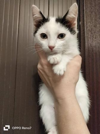 Котенок -девочка ищет дом