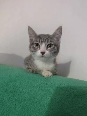 Котенок в подарок