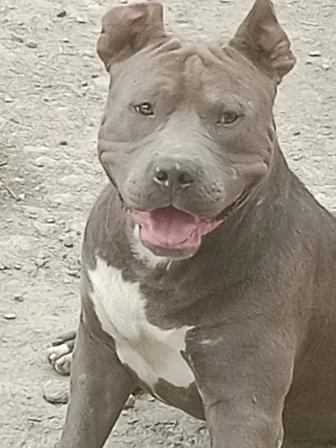 Собака питбуль