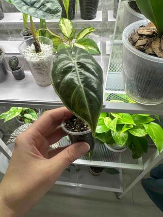 Алоказия розовый дракон