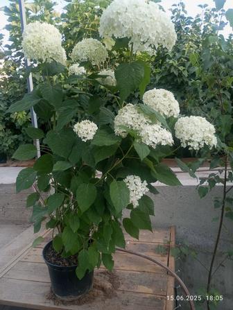 Продам саженцы гортензии Аннабель