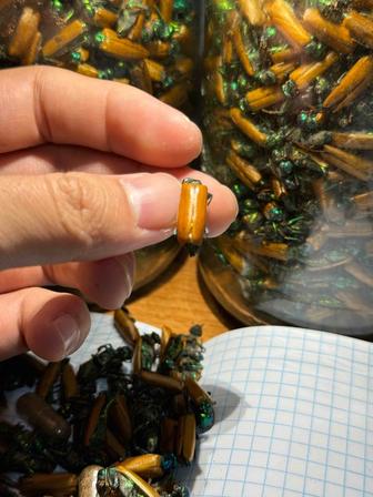 Алтын коныз свежий золотой жук майский жук алтын қоңыз простатит