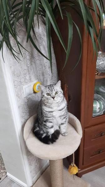 Кот на вязку